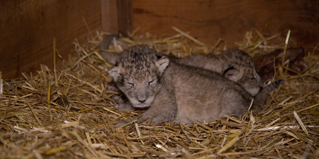 pregnant lioness giving birth