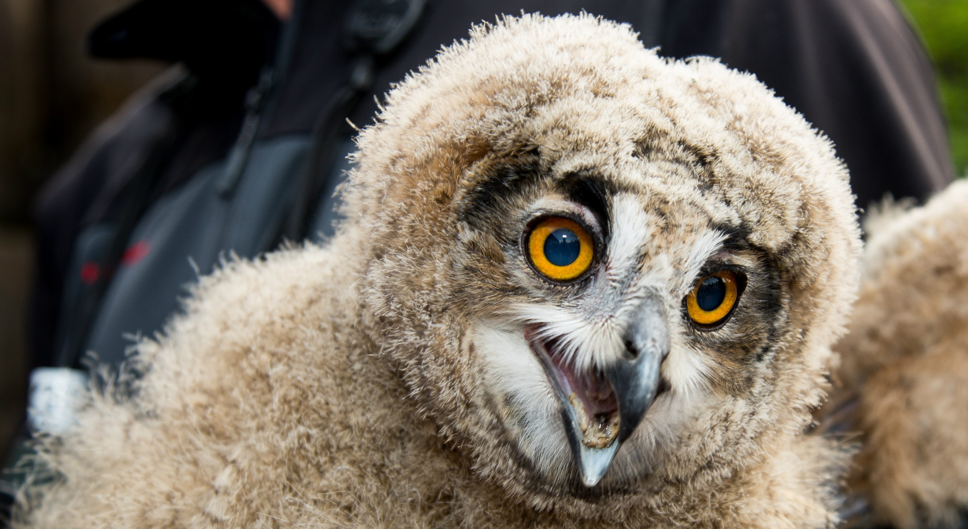 Wild eagle-owls repeat breeding success at Burgers' Zoo