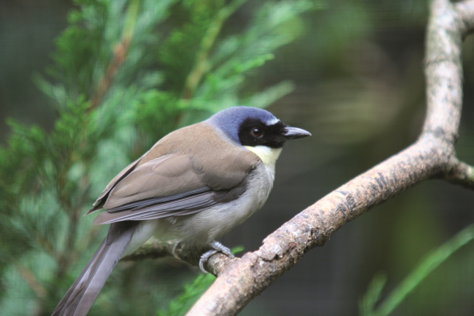 Types Of Birds