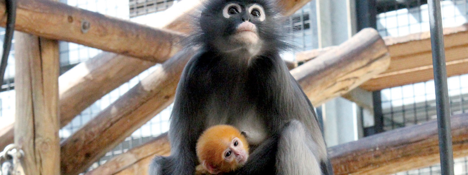 Orange dusky leave monkey born