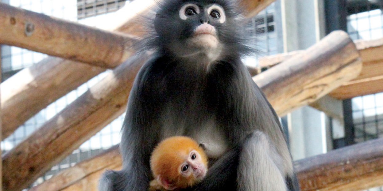 Dusky Leaf Monkey & Young, Brillangoer (Trachypithecus obscurus) Burgers'  Zoo, Arnhem, The Netherlands Conservatio…