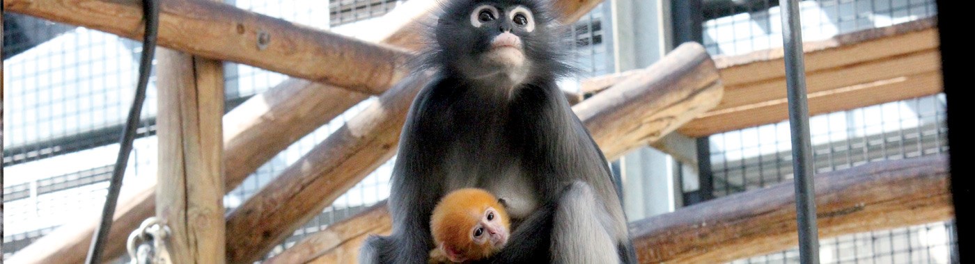 Dusky Leaf-monkey at Adelaide Zoo - Meet our incredible monkeys